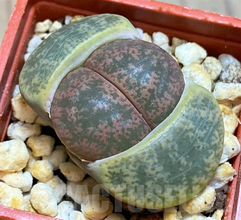 SH14897 Lithops lesliei v. rubrobrunnea