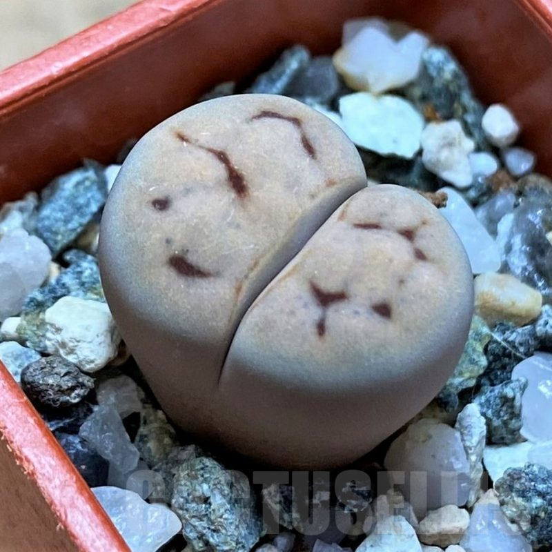 SH14898 Lithops karasmontana v. eberlanzii