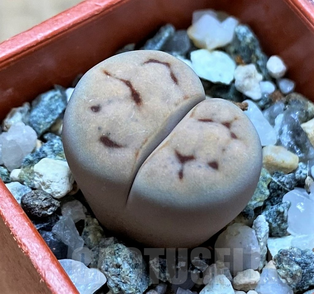 SH14898 Lithops karasmontana v. eberlanzii