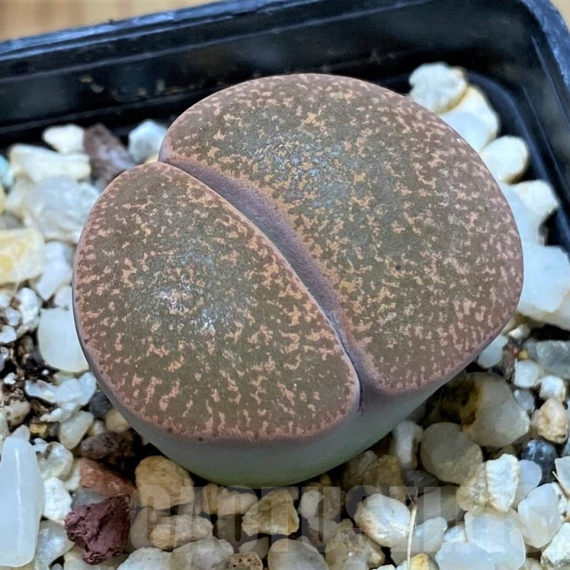 SH14848 Lithops lesliei C096