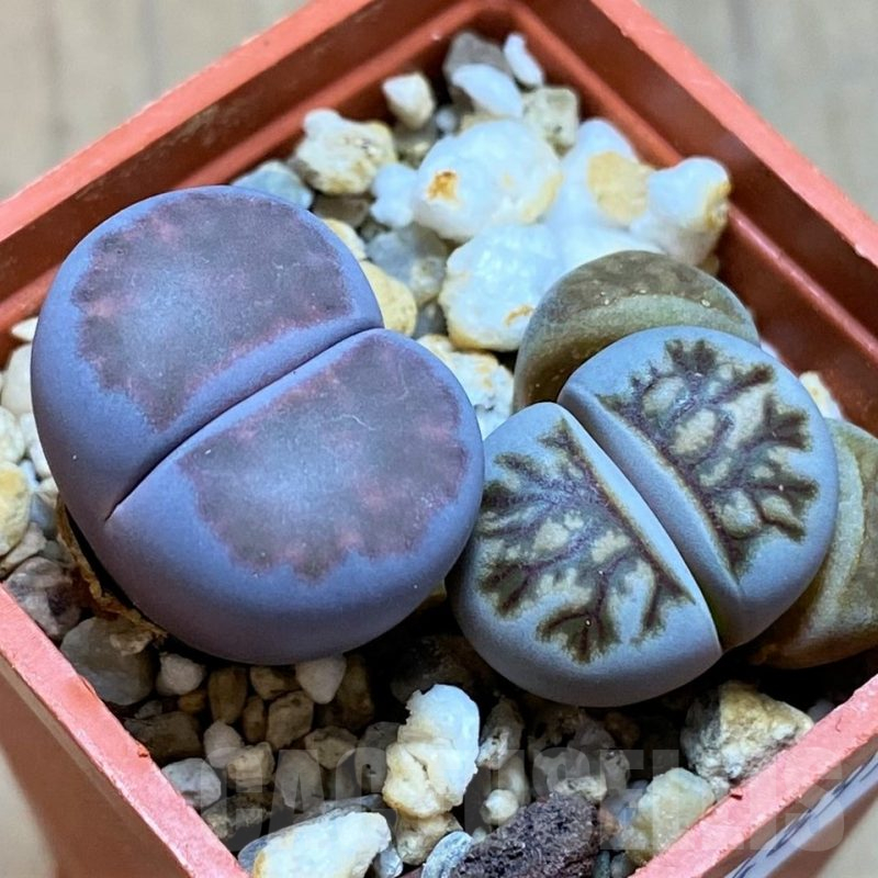 SH14899 Lithops julii ‘Kikushogyoku’, Lithops salicola ‘Sato’s Violet’ hybrid