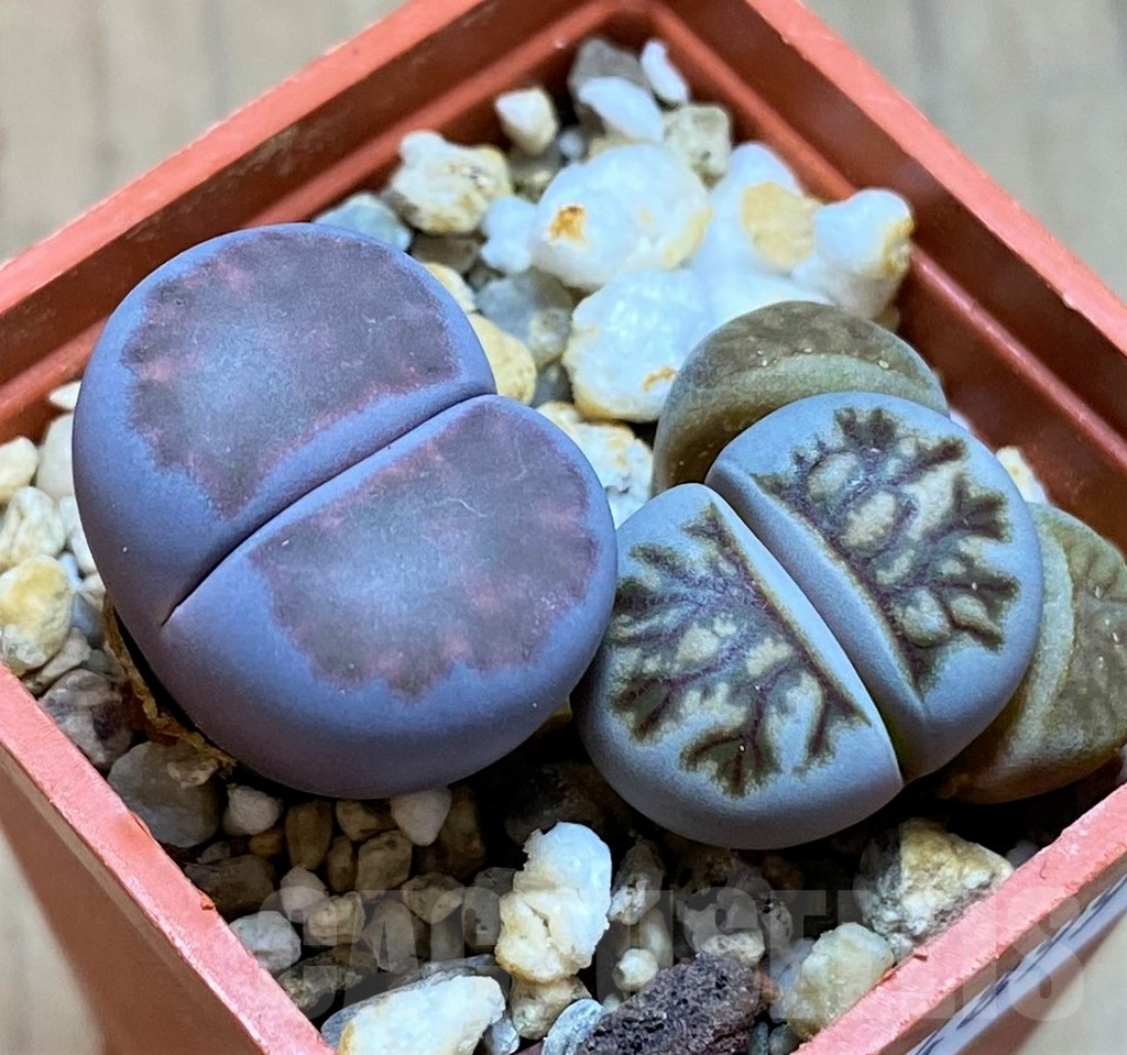 SH14899 Lithops julii ‘Kikushogyoku’, Lithops salicola ‘Sato’s Violet’ hybrid