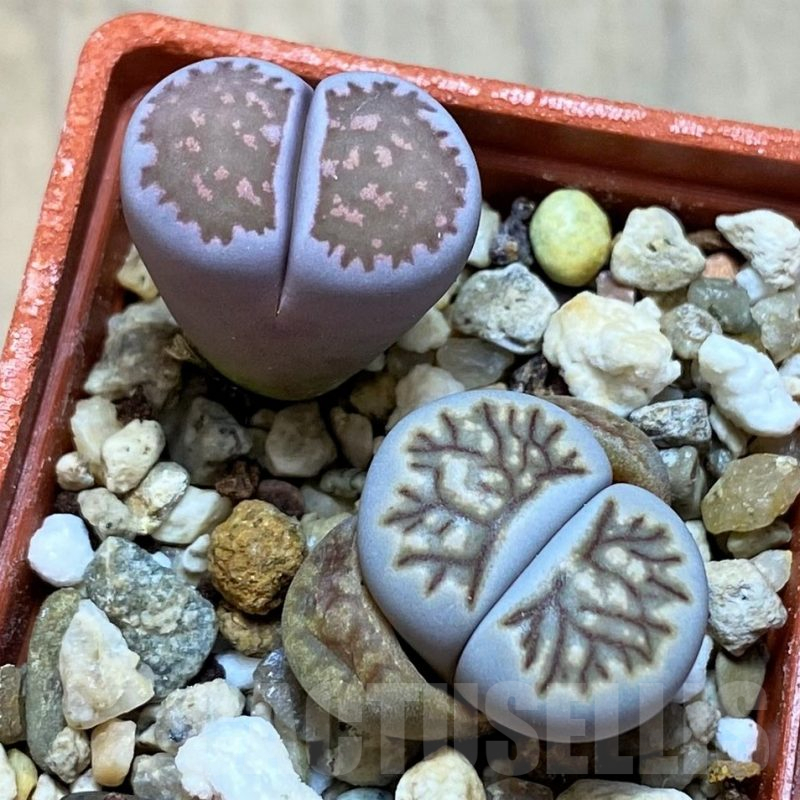 SH14900 Lithops julii ‘Kikushogyoku’, Lithops salicola ‘Sato’s Violet’ hybrid