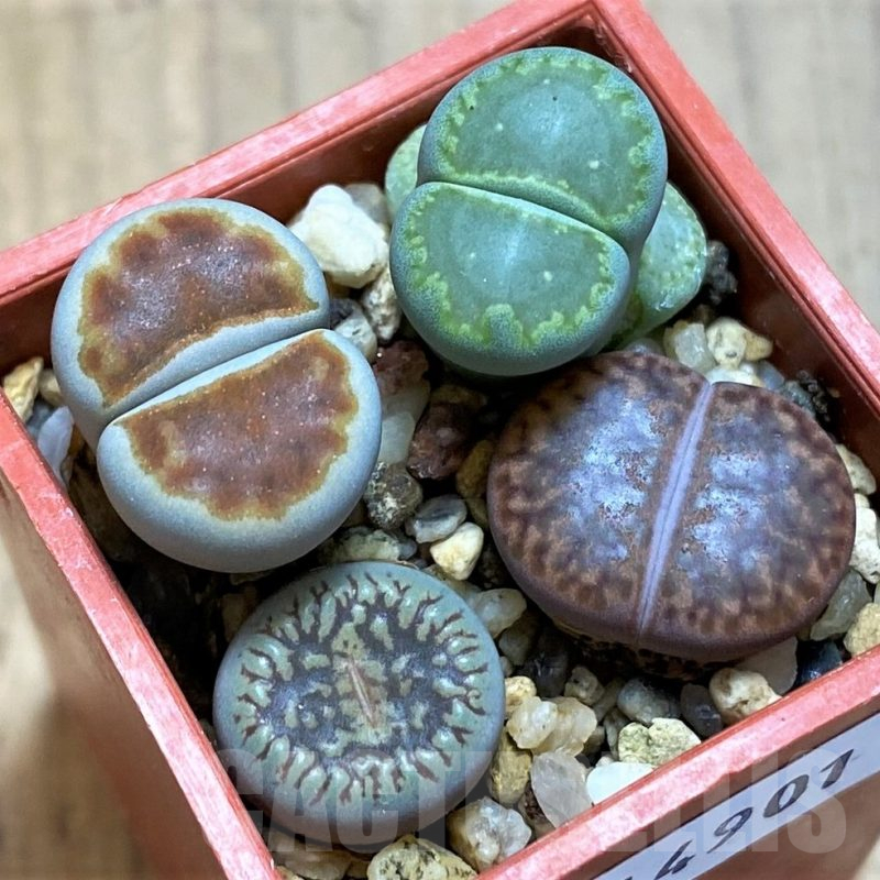SH14901 Lithops mix