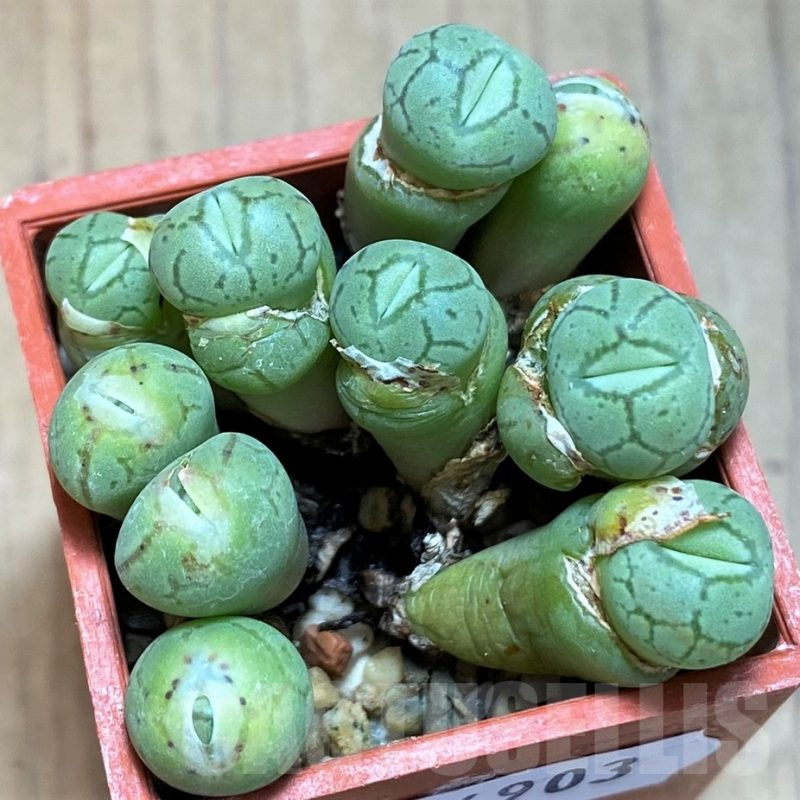 SH14903 Conophytum obcordellum