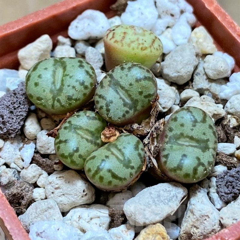 SH14907 Conophytum obcordellum