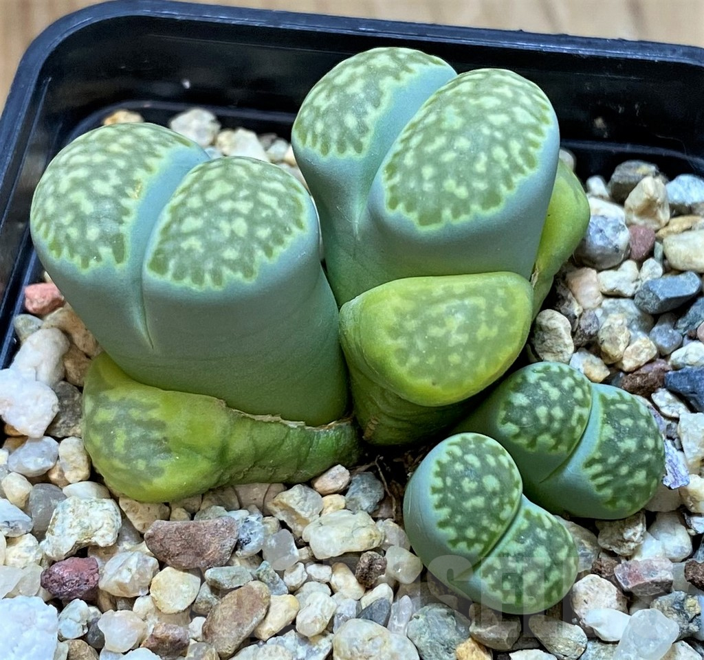 SH14849 Lithops salicola `Malachite` x julii `Fullergreen`