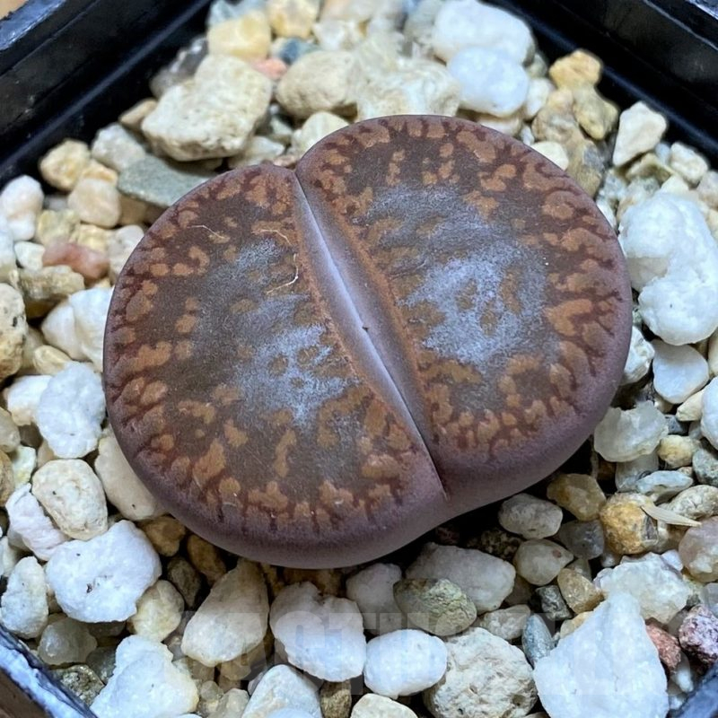 SH14850 Lithops aucampiae