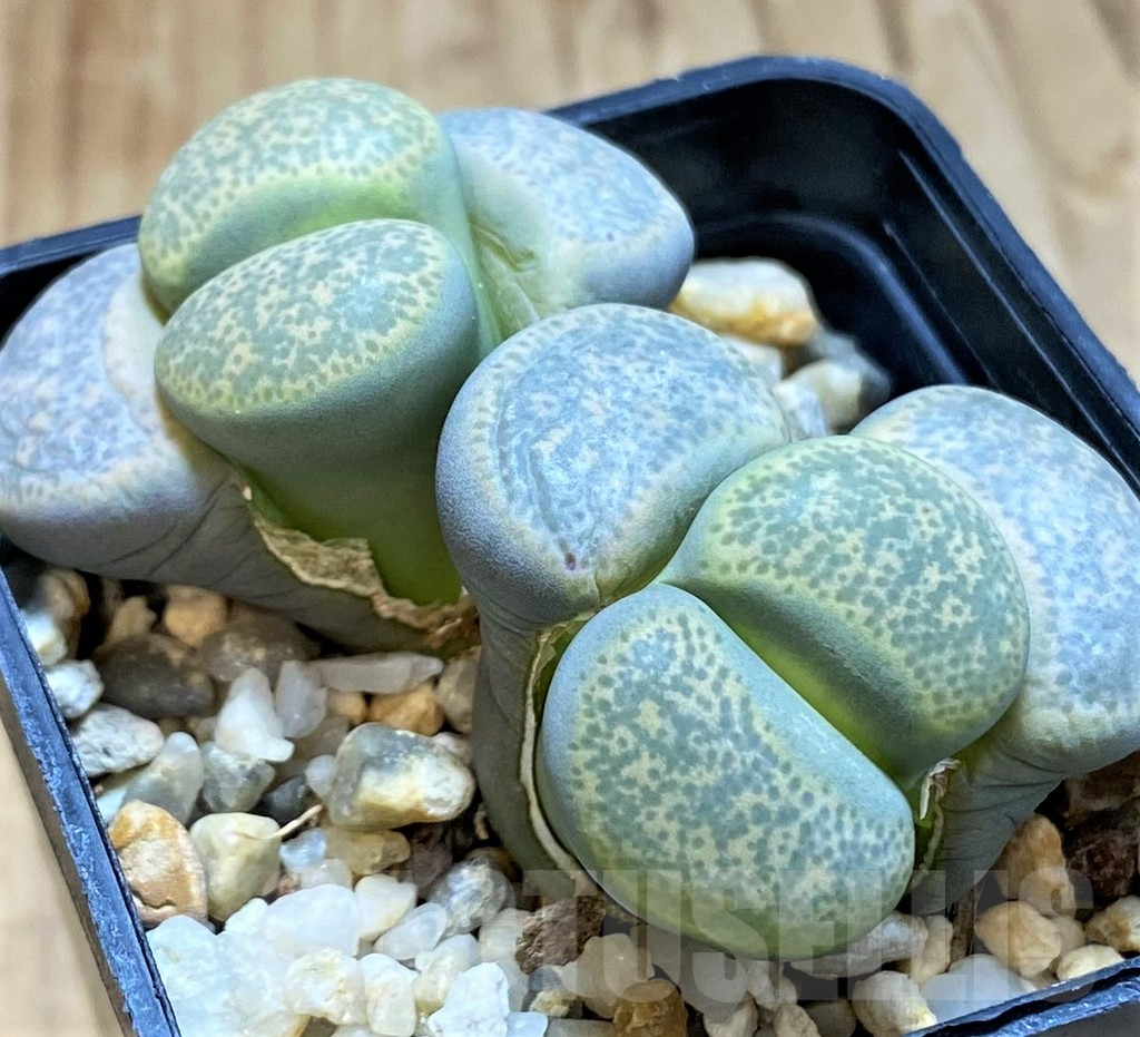 SH14851 Lithops terricolor - immagine 2