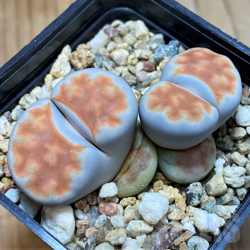 SH14843 Lithops karasmontana 'Lateritia'