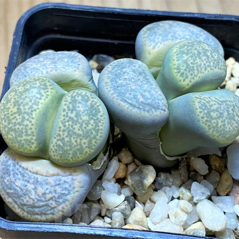 SH14851 Lithops terricolor