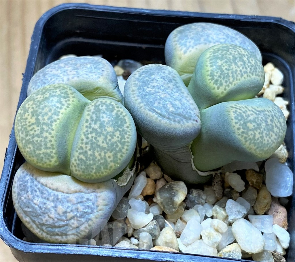 SH14851 Lithops terricolor