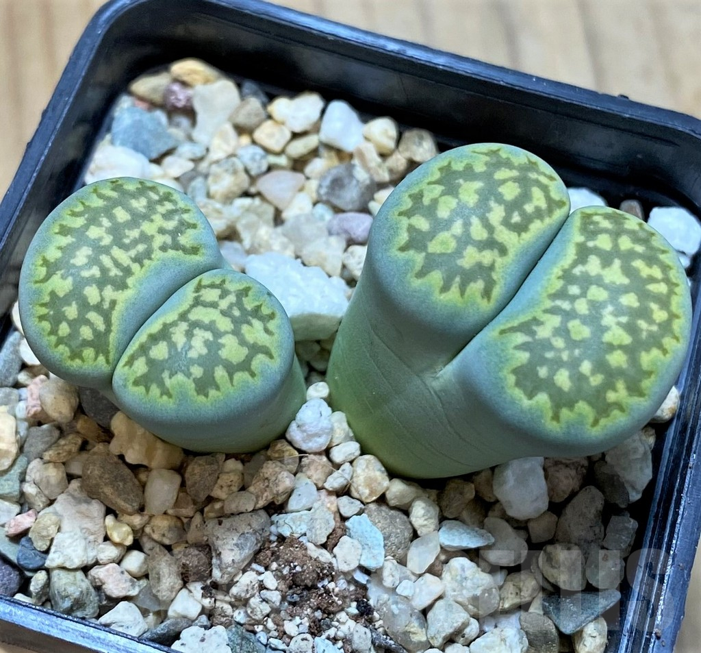 SH14852 Lithops salicola `Malachite` x julii `Fullergreen` - Image 2