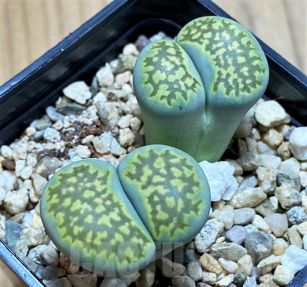 SH14852 Lithops salicola `Malachite` x julii `Fullergreen`