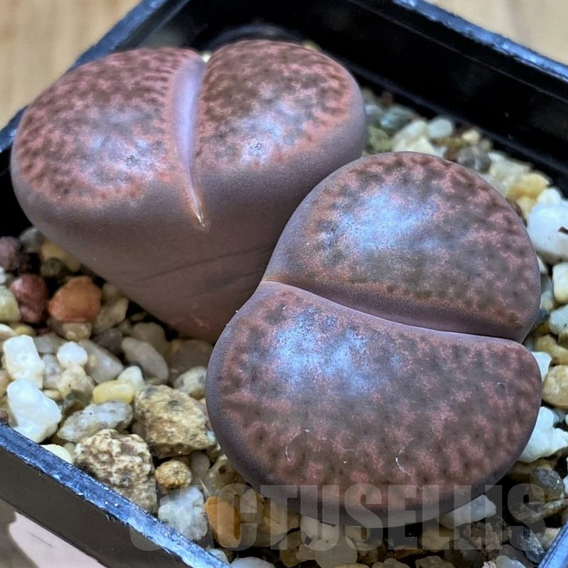 SH14853 Lithops bromfieldii v. glaudinae ‘Embers’ C393A