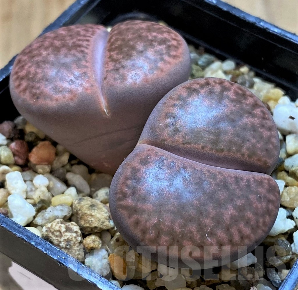 SH14853 Lithops bromfieldii v. glaudinae ‘Embers’ C393A