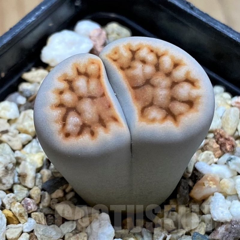 SH14854 Lithops karasmontana v. tischeri