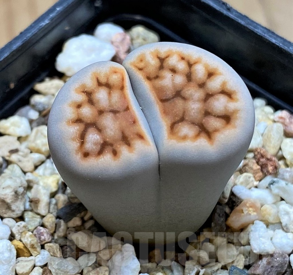 SH14854 Lithops karasmontana v. tischeri