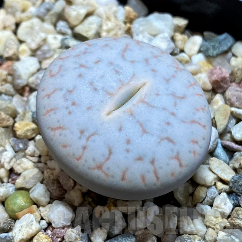 SH14855 Lithops pseudotruncatella ssp. volkii
