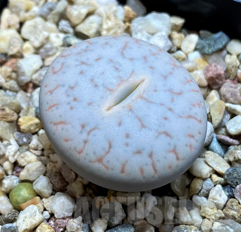 SH14855 Lithops pseudotruncatella ssp. volkii