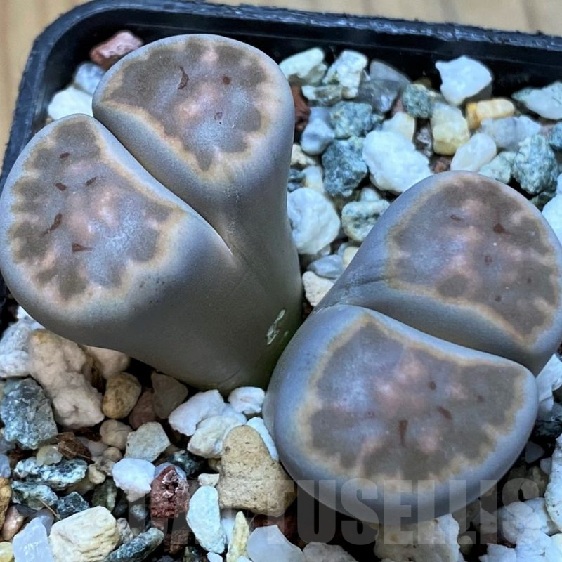 SH14856 Lithops karasmontana v. erniana