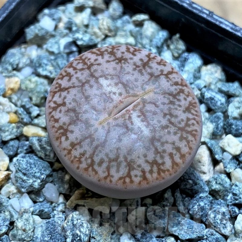 SH14857 Lithops pseudotruncatella