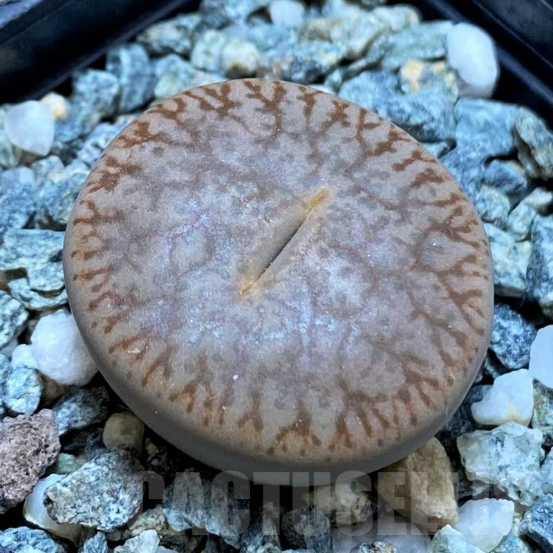 SH14858 Lithops pseudotruncatella