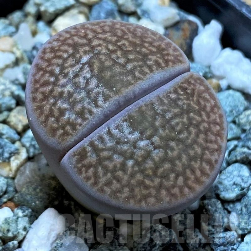 SH14859 Lithops hookeri C053