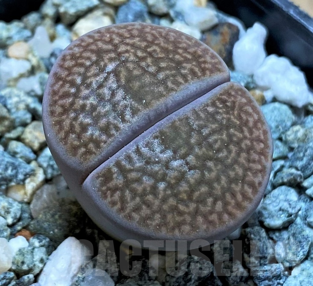SH14859 Lithops hookeri C053