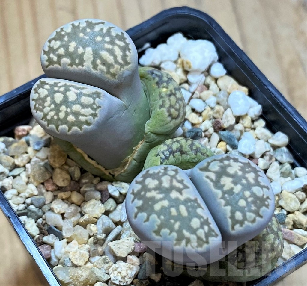 SH14861 Lithops salicola v. reticulata