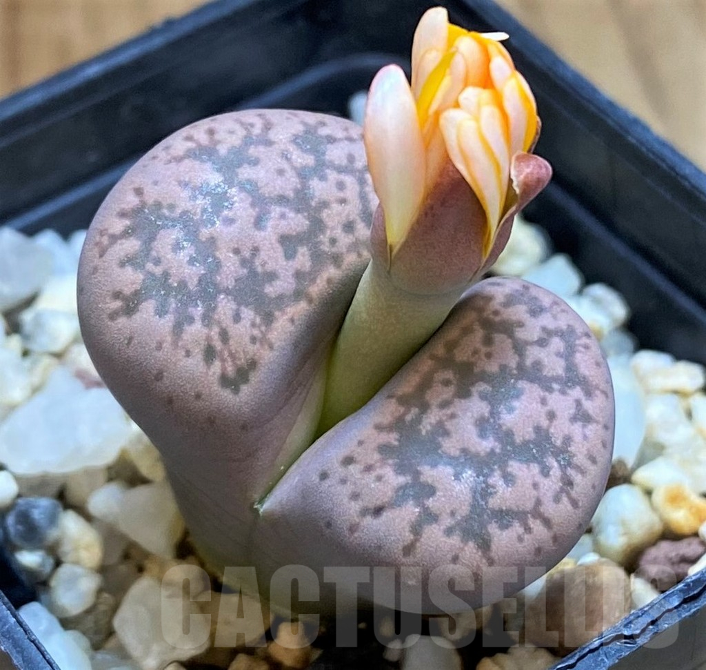 SH14862 Lithops gesinae, pink form