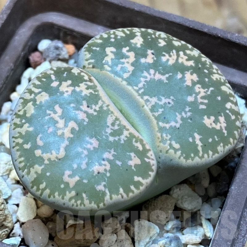 SH14863 Lithops lesliei