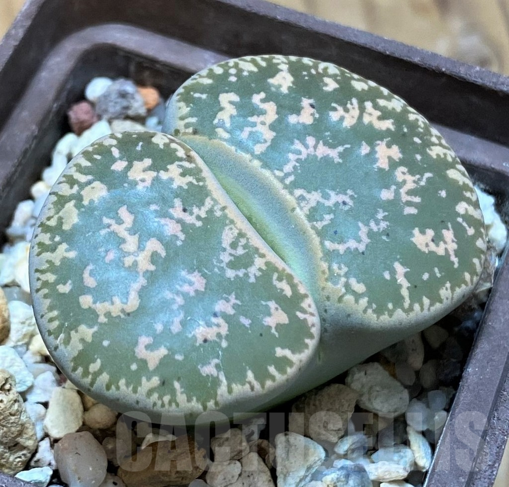 SH14863 Lithops lesliei