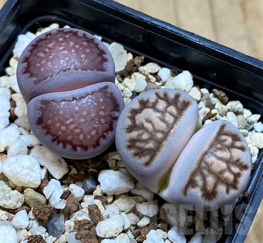 SH14864 Lithops julii ‘Kikushogyoku’, Lithops salicola ‘Sato’s Violet’ hybrid