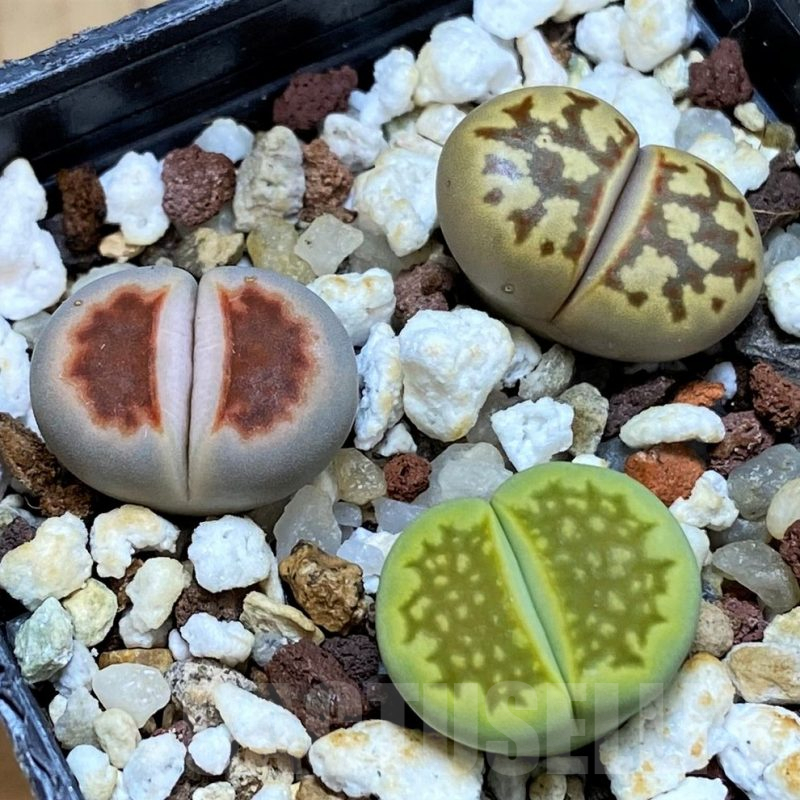 SH14865 Lithops mix
