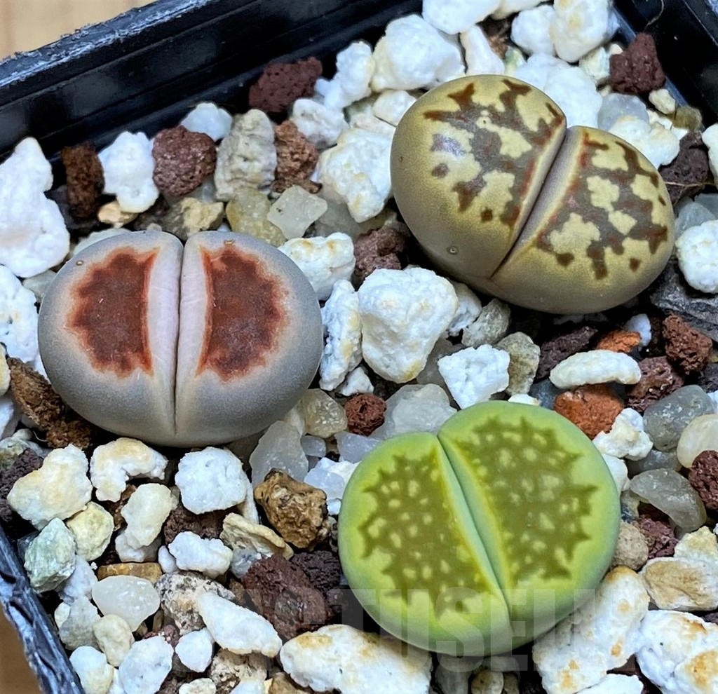 SH14865 Lithops mix