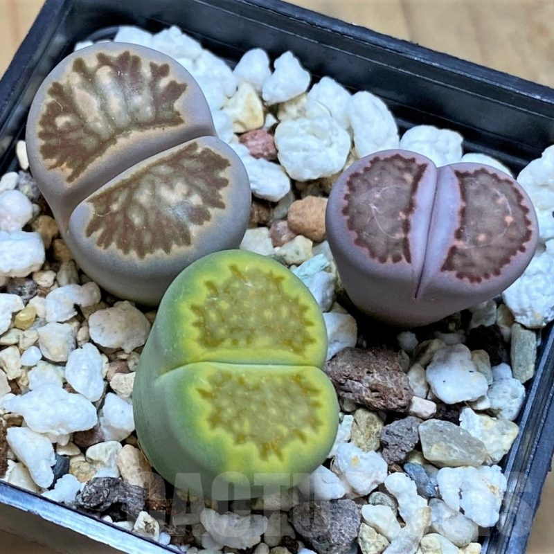 SH14866 Lithops mix