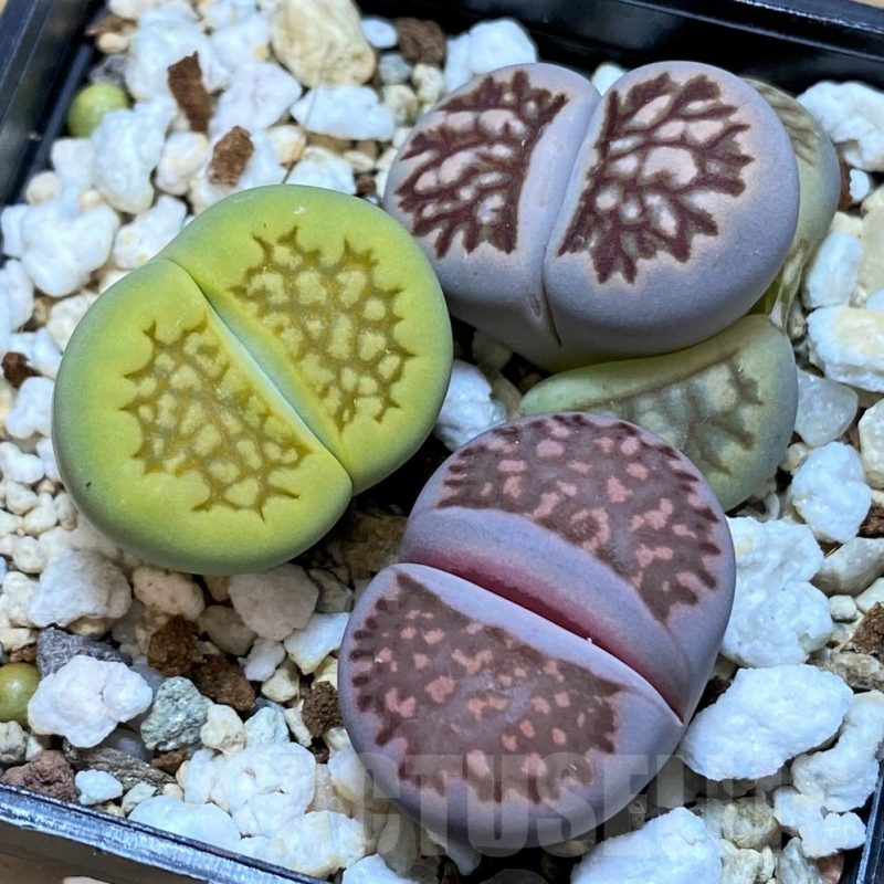 SH14867 Lithops mix
