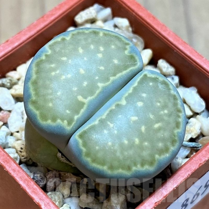 SH14869 Lithops salicola