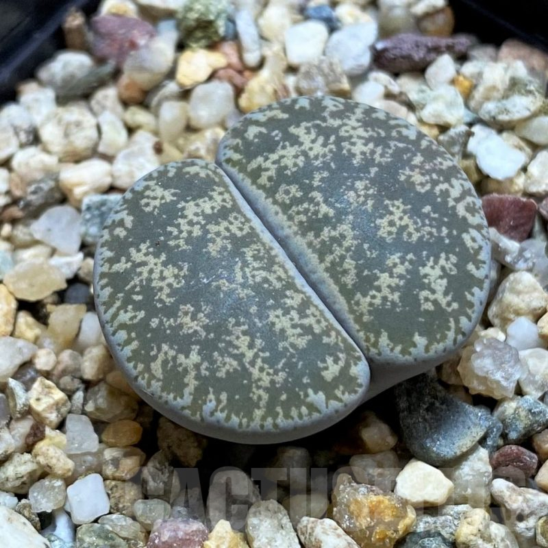 SH14845 Lithops lesliei v. venteri