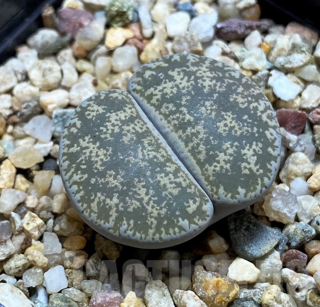 SH14845 Lithops lesliei v. venteri