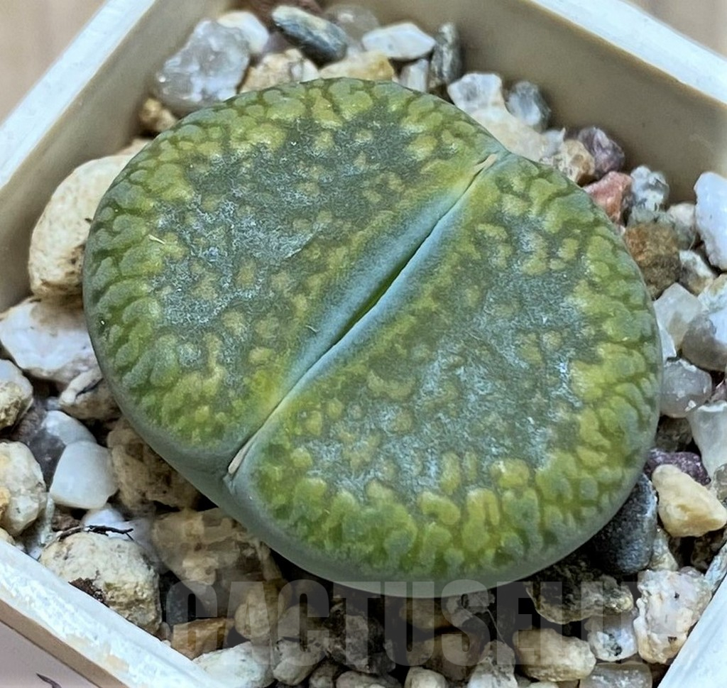 SH14870 Lithops aucampiae 'Jackson's Jade' C395