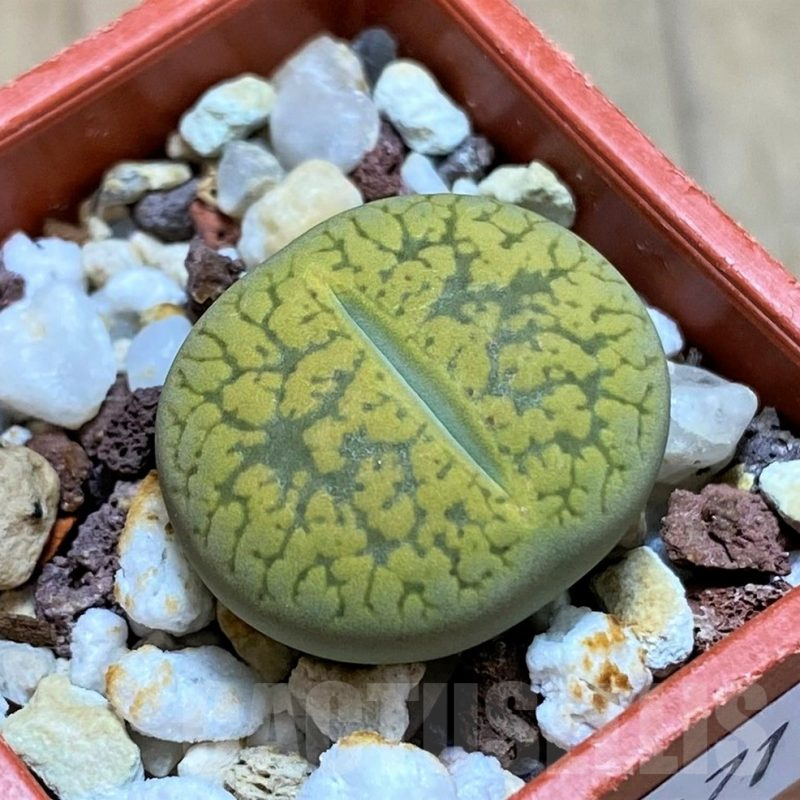 SH14871 Lithops aucampiae 'Jackson's Jade' C395