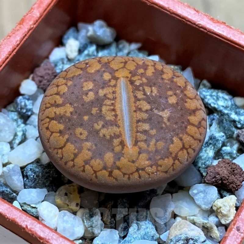 SH14872 Lithops aucampiae v. koelemanii