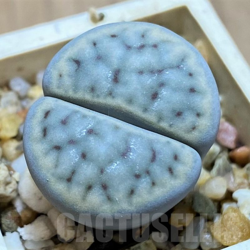 SH14873 Lithops schwantesii v. urikosensis