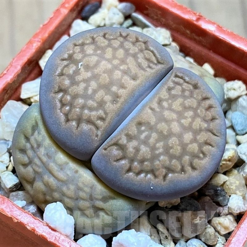 SH14874 Lithops hallii -Geelkop-