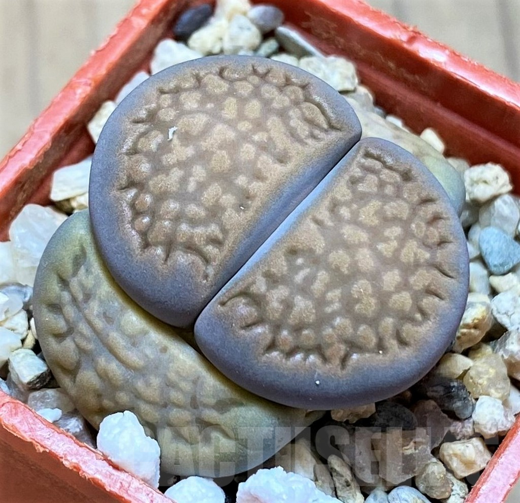 SH14874 Lithops hallii -Geelkop-