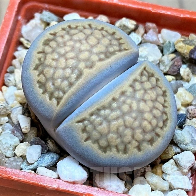 SH14875 Lithops hallii -Geelkop-