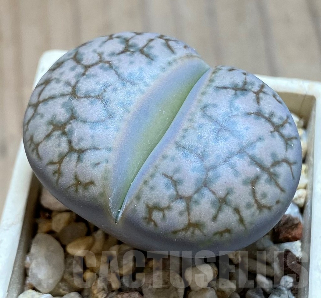 SH14877 Lithops 'Talisman'