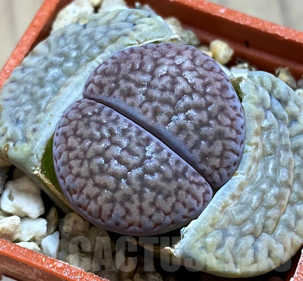 SH14878 Lithops hookeri v. dabneri L51-5